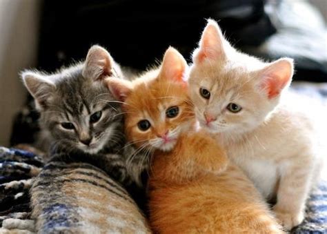 CATS - Domestic Animals Photo (33537215) - Fanpop