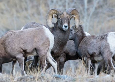 Top 60 Sheep Copulating Stock Photos, Pictures, and Images - iStock