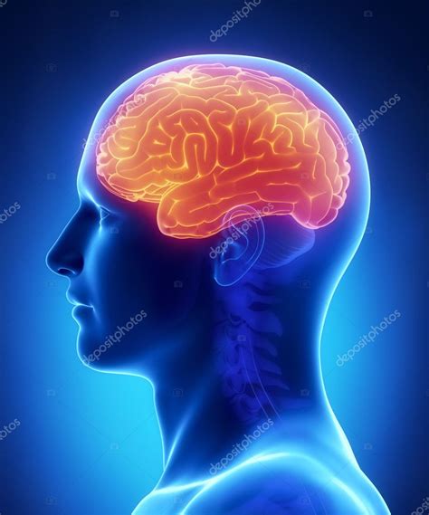 Brain CEREBRUM anatomy - cross section — Stock Photo © CLIPAREA #13282386