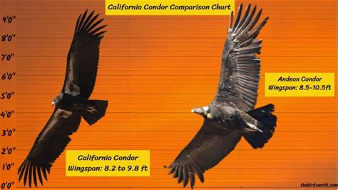 California Condor Size: How Big Are They Compared To Other?