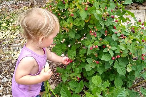 Growing small blackberry and raspberry bushes on stakes - Greg Alder's Yard Posts: Southern ...