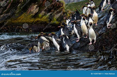 Close Up of Two Macaroni Penguins Amid a Raft of Macaroni Penguins ...