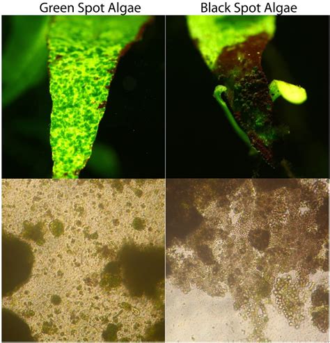 Green Spot Algae & Black Spot Algae - Microscopic Pictures | Aquatic Plant Forum