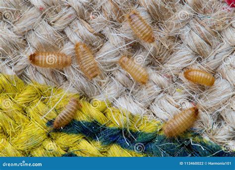 Khapra Beetle Larvae on Burlap Bag. Stock Photo - Image of rice, larva: 113460022