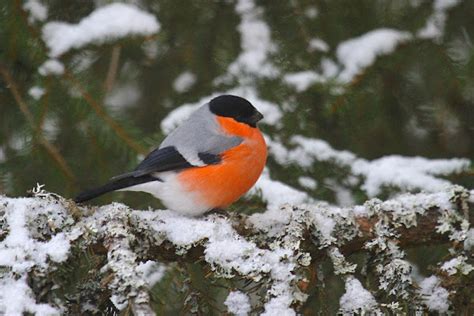 Eurasian Bullfinch (male) | Project Noah