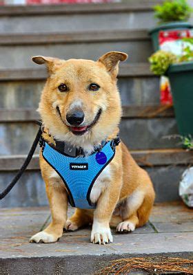 LONG ISLAND CITY, NY - Jindo/Corgi. Meet Pascal a Pet for Adoption ...