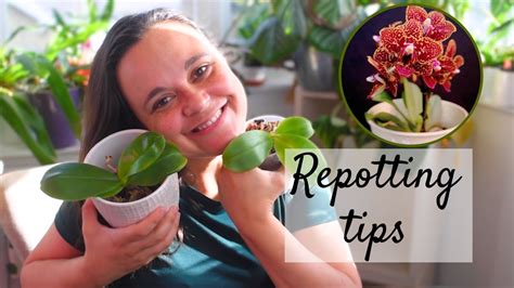 Step-by-Step Phalaenopsis Orchid Repotting Guide for Beginners | Repotting 3 Phals In One Go ...