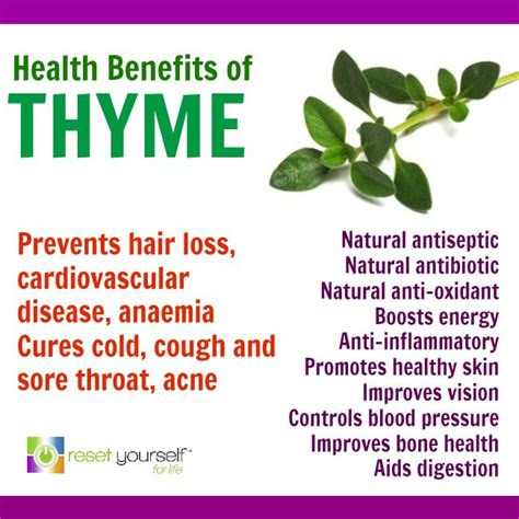 Thyme Herb Benefits