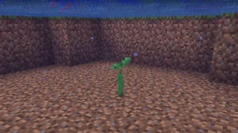 How to grow Mangrove Trees in Minecraft Wild Update?