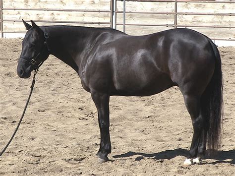 Black Gelding For Sale | Horse Training Videos and DVDs