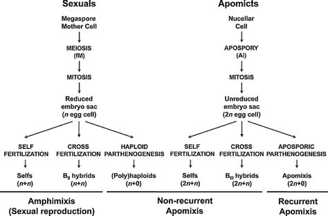 Reproductive pathways characterizing amphimixis (sexual reproduction ...