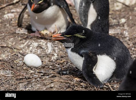 Penguin Hatching High Resolution Stock Photography and Images - Alamy