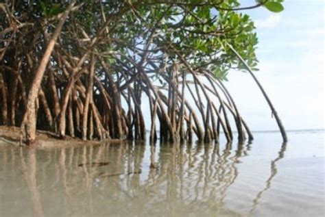 Hutan Mangrove di Banten Rusak Hingga 60 Persen | Republika Online