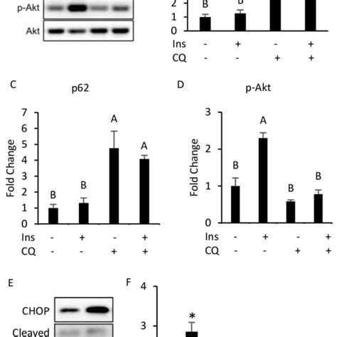 Autophagy inhibition, insulin resistance, ER stress and apoptosis were ...