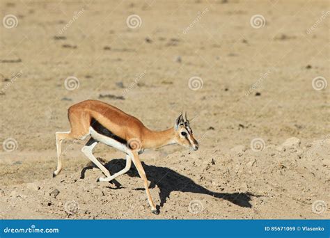 The Running Thompson`s Gazelle Stock Image - Image of land, gazelle ...