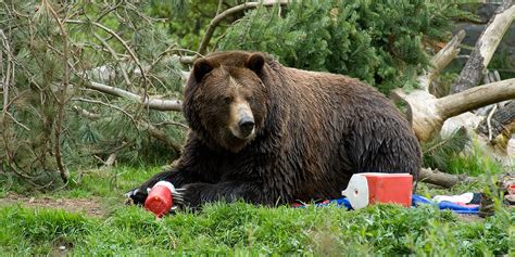 Bear Safety Tips and Gear, According to Outdoor Experts in 2022 | SELF