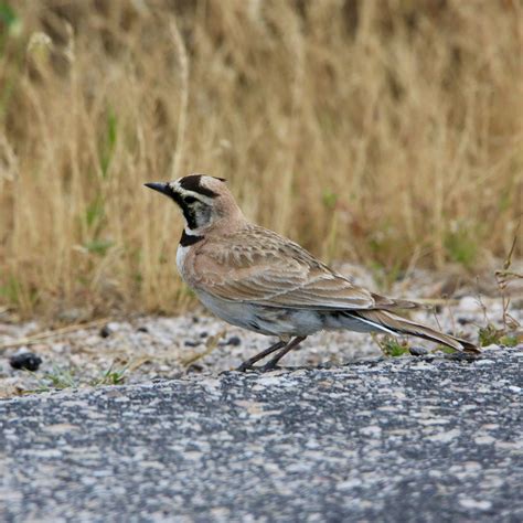 Horned Lark - Bird Watching Academy