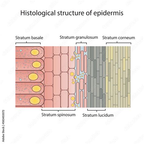 Histological structure of epidermis - skin layers shcematic vector ...