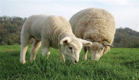 Nutrition Matters: How to Properly Feed Your Sheep - Hobby Farms