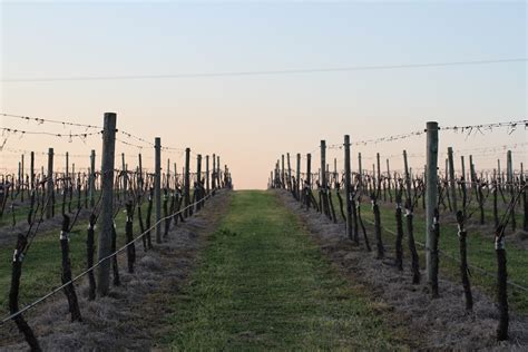 The wind in the vineyard – Small Forest Wine