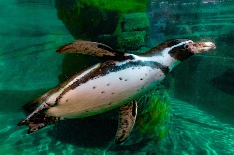 Premium Photo | Penguin underwater isolated portrait