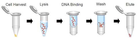 FB Plasmid Miniprep Kit (100 rxn) - FairBiotech-Treat the Earth Fairly