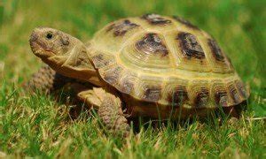 Russian Tortoise Care Guide [2022 Update] Pro Advice From Breeders