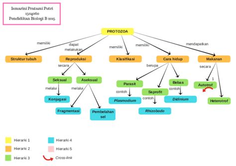 (PDF) PETA KONSEP ALGA DAN PROTOZOA | Ismarini Pratami Putri - Academia.edu