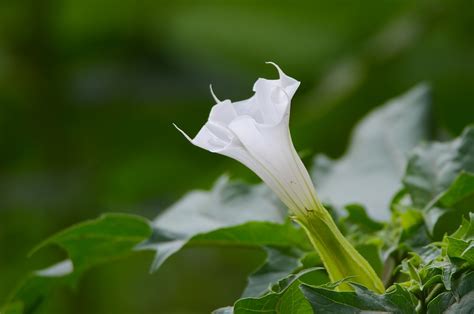 Free photo: Datura, Plant, Green, Nature - Free Image on Pixabay - 841238