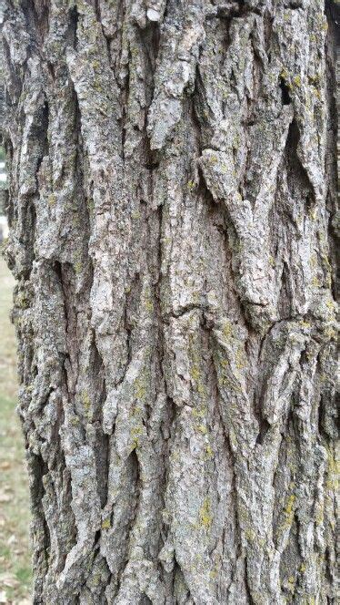 Bur oak bark | Tree identification, Tree bark, Painting projects