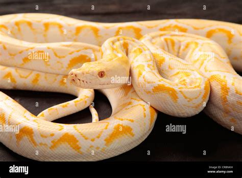 Reticulated Python snake from Indonesia Stock Photo - Alamy