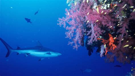 Reef sharks 'pushed to extinction by overfishing', up to '73% decline ...