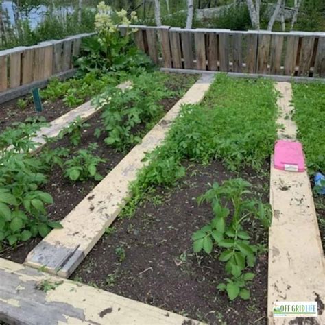 How to Plan a Garden For 2024 - An Off Grid Life