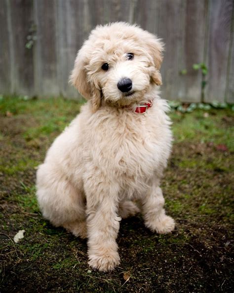 31 Hypoallergenic Dog Breeds for Allergy Sufferers