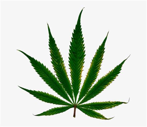 Cannabis Leaf - Marijuana Leaf White Background Transparent PNG ...