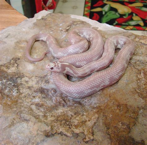 California Kingsnake Care, Breeding and Morphs - Reptiles Magazine