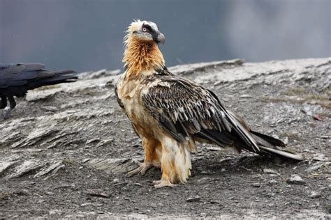 Lammergeier Or Lammergeyer Or Bearded Vulture, Royalty Free Stock Photos - Image: 34027948