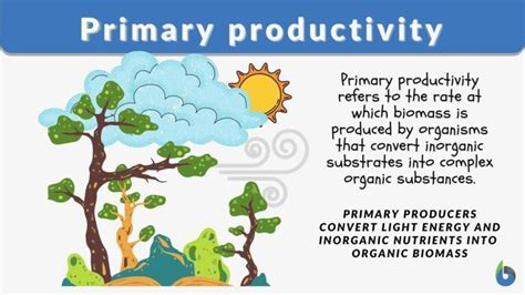 Primary productivity Definition and Examples - Biology Online Dictionary