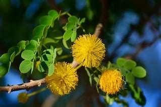 More balls | Golden lead ball tree - Leucaena retusa | Are W | Flickr