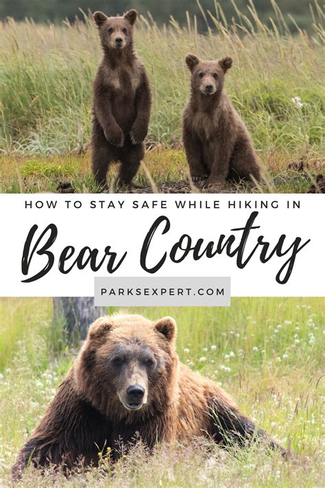 Bear Safety: Everything You Need to Know in 2024 » The Parks Expert