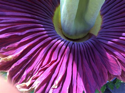 Aloha from Hawaii: The Rare, Giant corpse flower at Foster Botanical garden has bloomed
