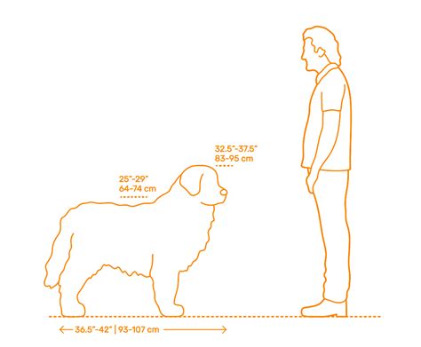 How Big Do Male Newfoundlands Get