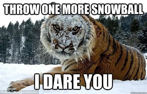 23 Tiger Memes To Make You Roar All Day | Funny tiger, Funny animals, Animals