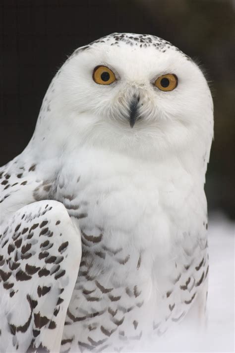 Free Images : wing, white, zoo, beak, feather, fauna, bird of prey, snowy owl, close up ...
