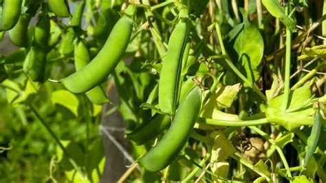 The 8 Best Companion Plants For Peas (And 4 To Avoid)