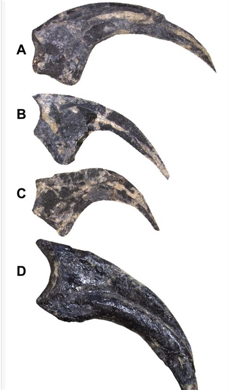 A New Troodontid from Morrison Formation - Fossil News - The Fossil Forum