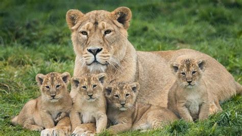 Random View of Asiatic Couple Lion: Gir National Park – Gir National Park Blog