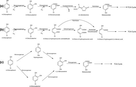 Bacterial degradation of chlorophenols and their derivatives (PDF Download Available)