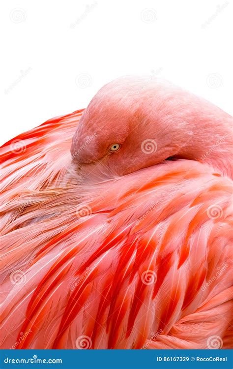 Pink Flamingo - feathers stock image. Image of bird, isolated - 86167329