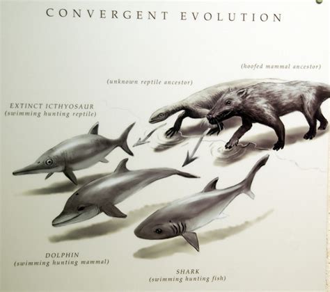 Difference Between Convergent and Divergent Evolution | Definition ...